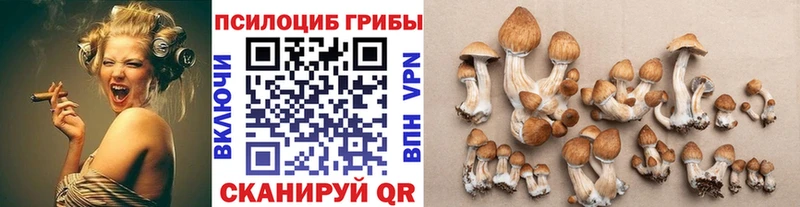 Псилоцибиновые грибы Cubensis Гатчина
